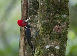 Pale-billed Woodpecker