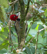 Pale-billed Woodpecker