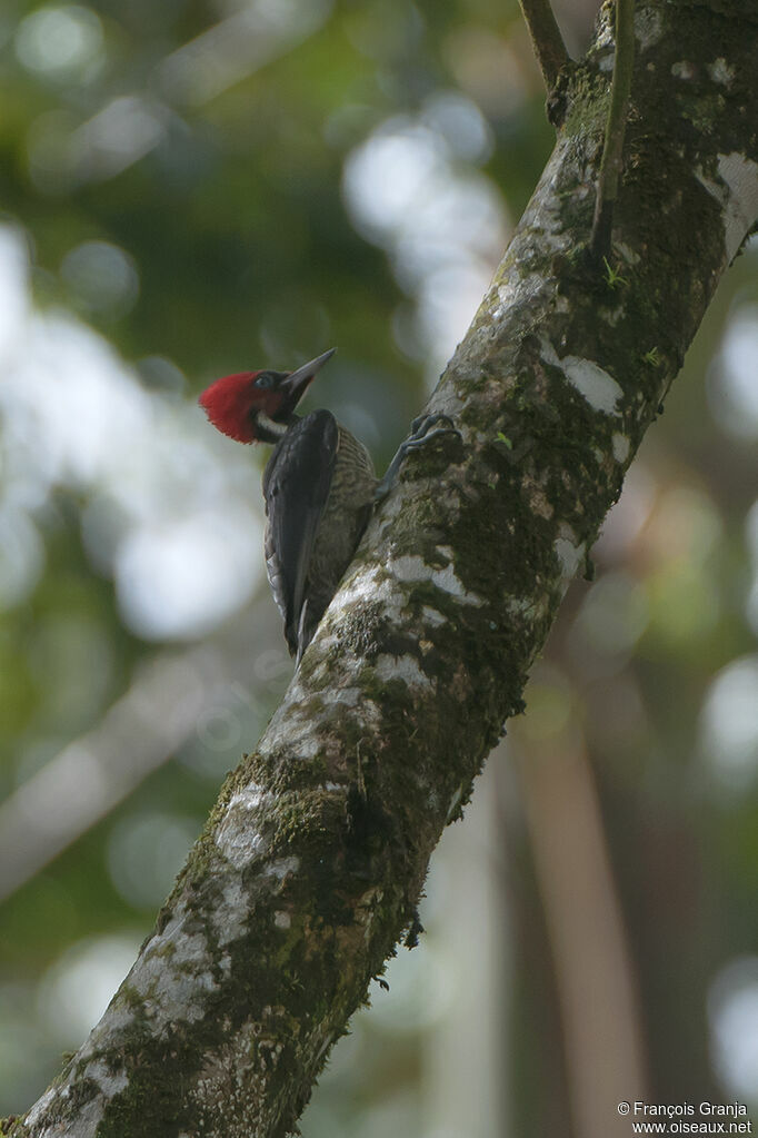 Pale-billed Woodpeckeradult