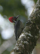 Pale-billed Woodpecker