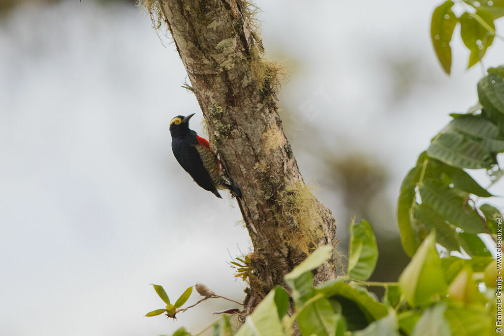 Yellow-tufted Woodpecker