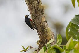 Yellow-tufted Woodpecker