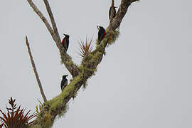 Yellow-tufted Woodpecker