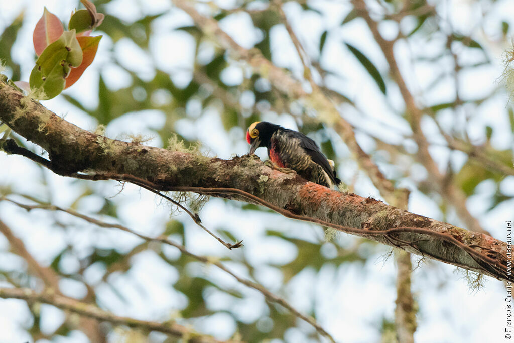 Yellow-tufted Woodpecker