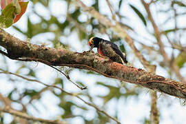 Yellow-tufted Woodpecker