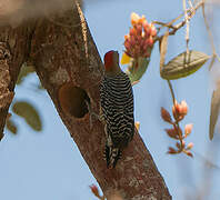 Red-crowned Woodpecker