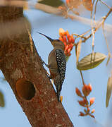 Red-crowned Woodpecker