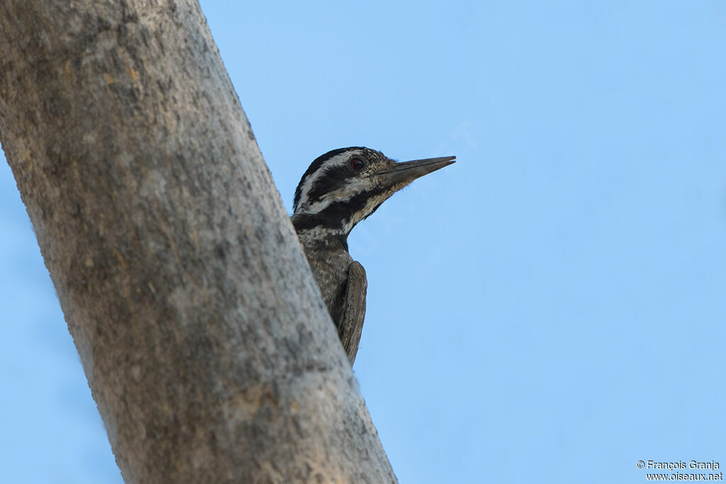 Bearded Woodpecker