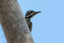 Bearded Woodpecker