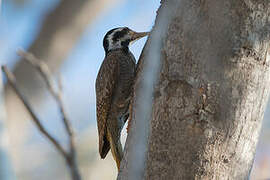 Bearded Woodpecker