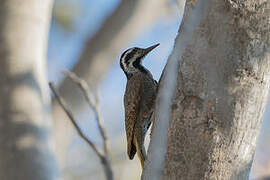 Bearded Woodpecker