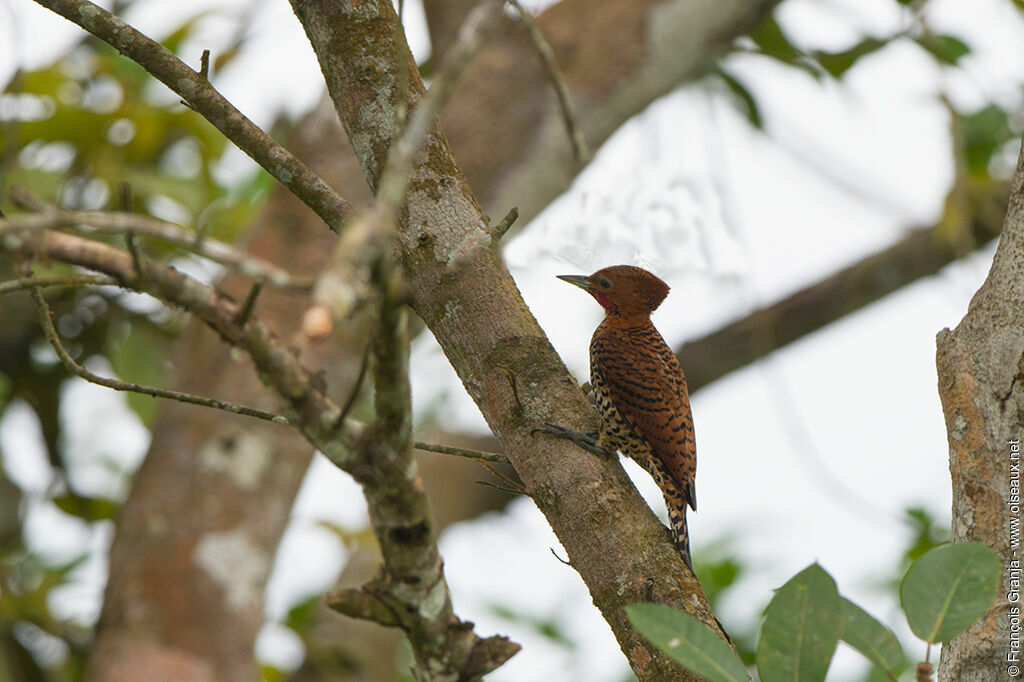 Cinnamon Woodpecker