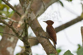 Cinnamon Woodpecker