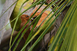 Cinnamon Woodpecker