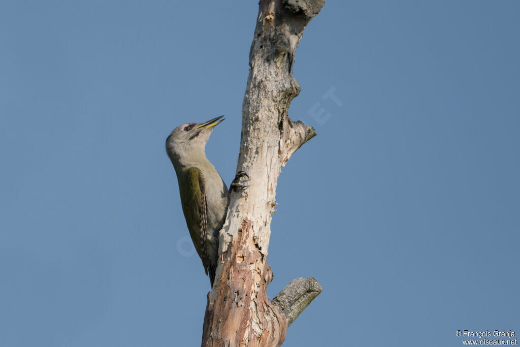 Grey-headed Woodpecker