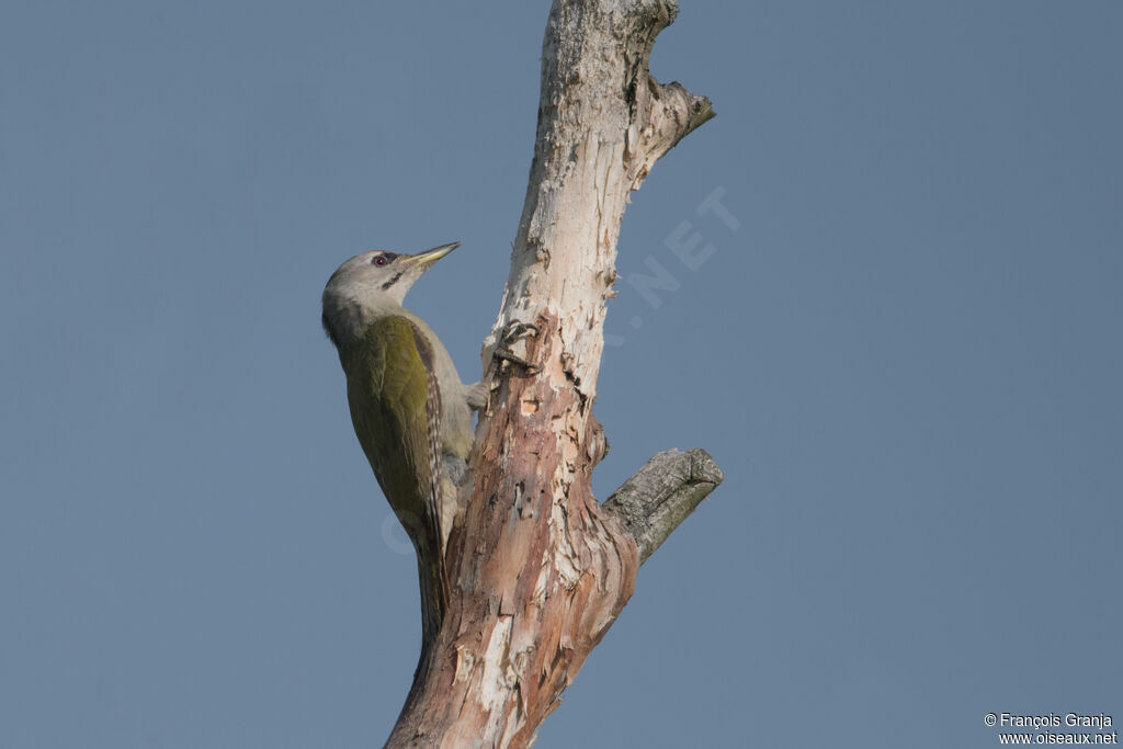 Grey-headed Woodpecker