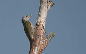 Grey-headed Woodpecker