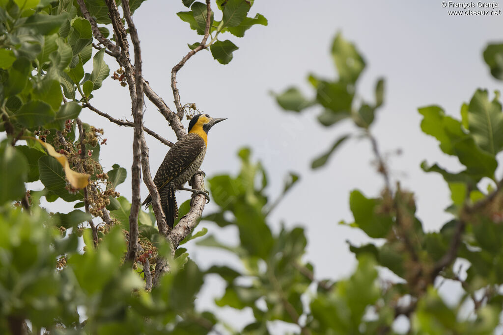 Campo Flicker