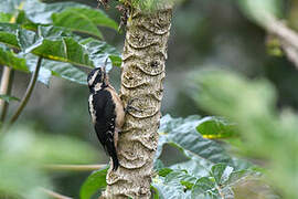 Hairy Woodpecker