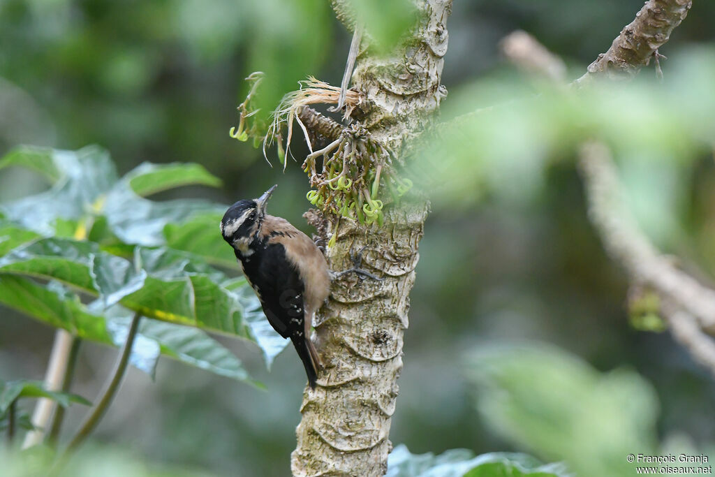 Hairy Woodpecker