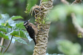 Hairy Woodpecker