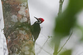 Guayaquil Woodpecker