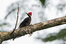 Guayaquil Woodpecker