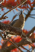 Hoffmann's Woodpecker