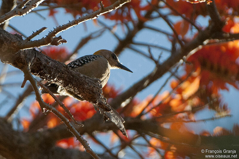 Hoffmann's Woodpeckeradult