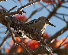 Hoffmann's Woodpecker