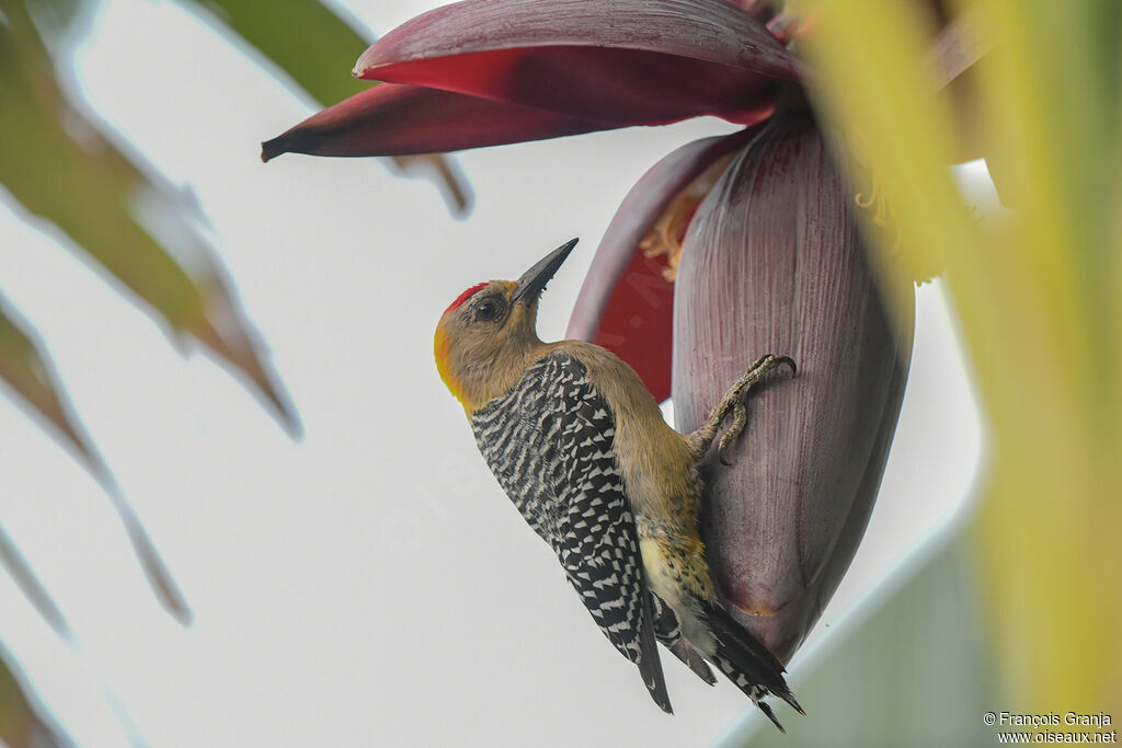 Hoffmann's Woodpecker