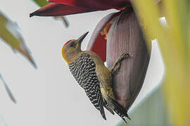 Hoffmann's Woodpecker