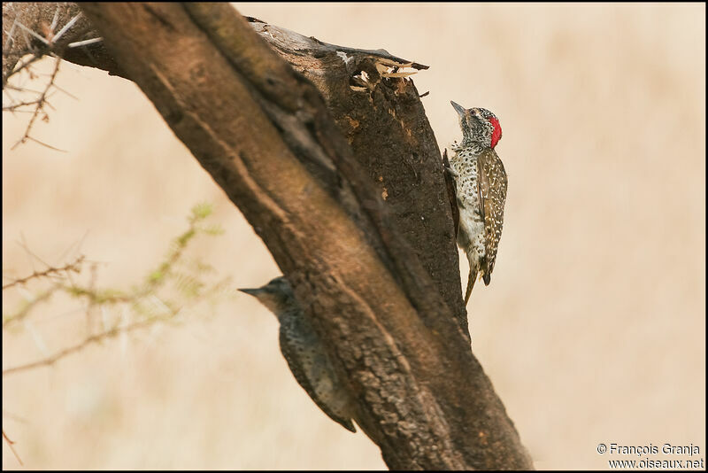 Nubian Woodpecker 
