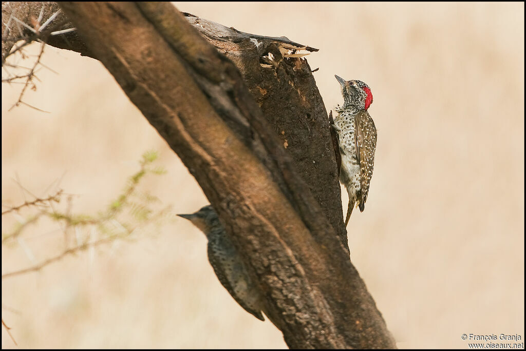 Nubian Woodpecker 