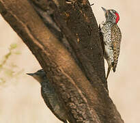 Nubian Woodpecker