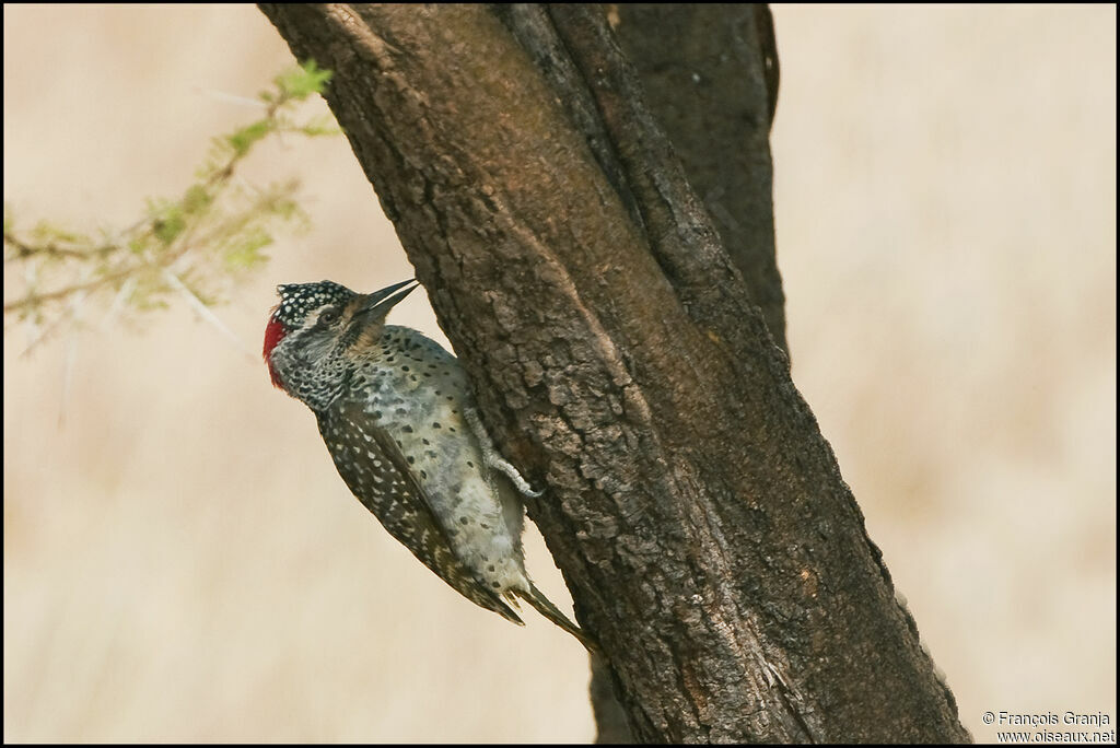 Nubian Woodpecker