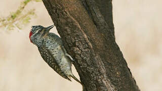 Nubian Woodpecker