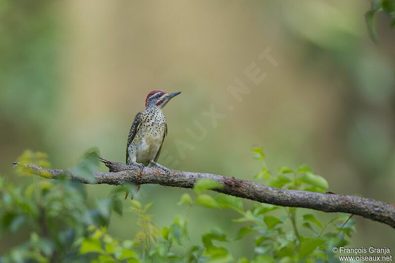 Nubian Woodpeckeradult