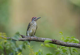 Nubian Woodpecker