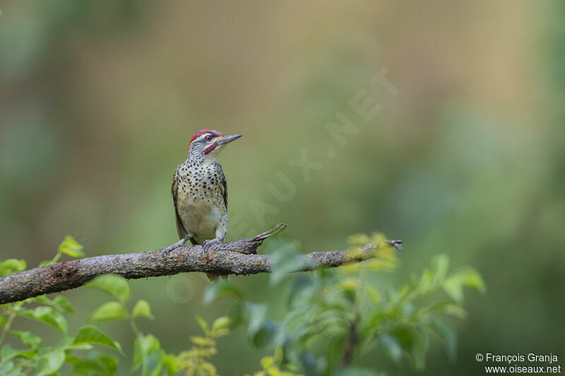 Nubian Woodpeckeradult