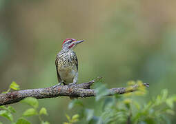 Nubian Woodpecker