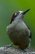 Black-cheeked Woodpecker