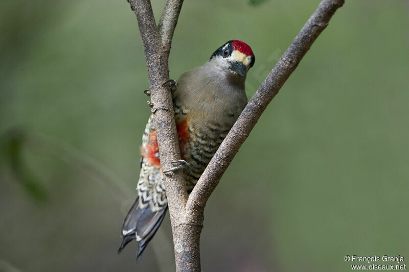 Black-cheeked Woodpeckeradult