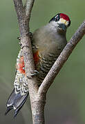 Black-cheeked Woodpecker