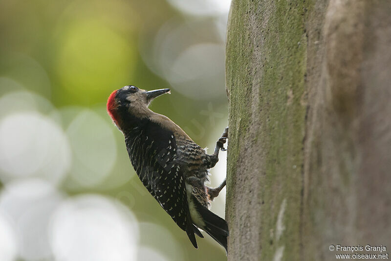 Black-cheeked Woodpeckeradult