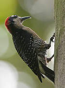 Black-cheeked Woodpecker