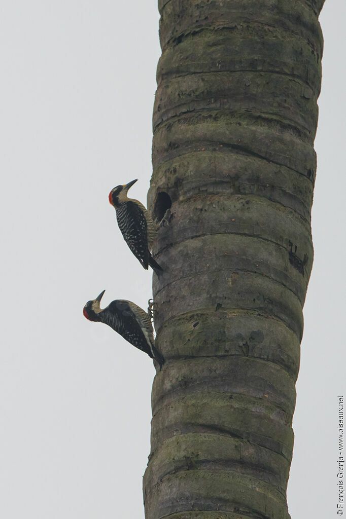 Black-cheeked Woodpecker