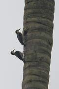 Black-cheeked Woodpecker