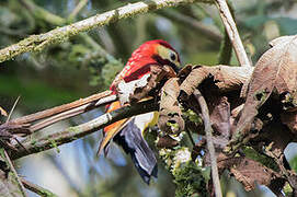 Crimson-mantled Woodpecker