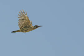 Iberian Green Woodpecker